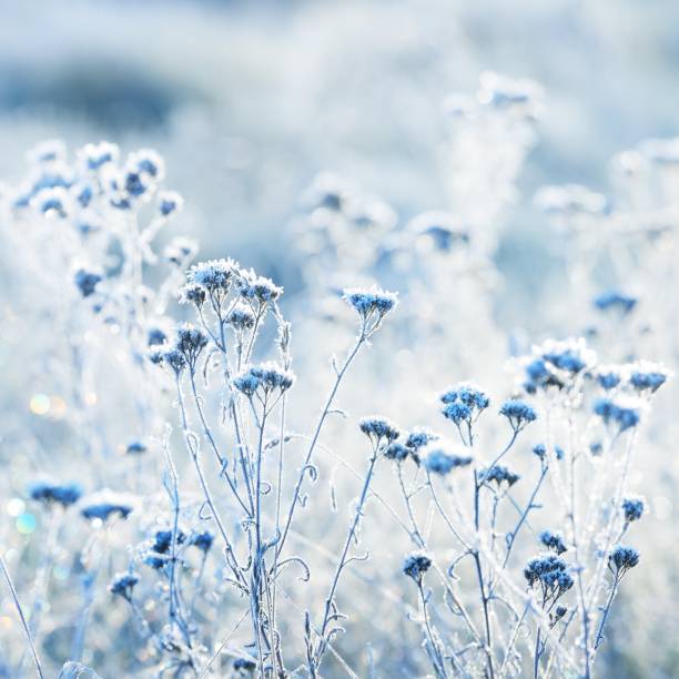 istock Frozen plants in winter with the hoar-frost 1174475508