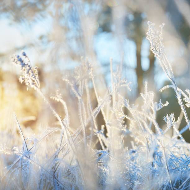 istock Frozen plants in winter with the hoar-frost 1174475582