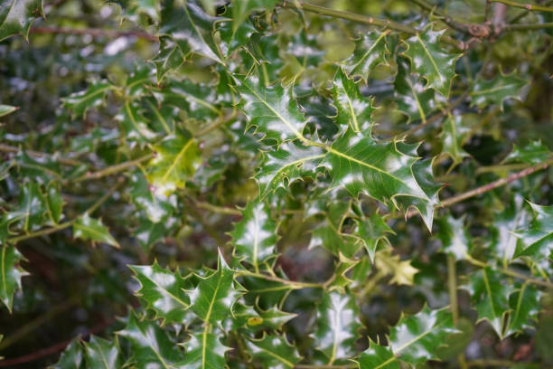 istock Close up of holly leaves 1174476401