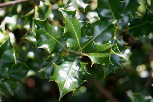istock Close up of holly leaves 1174476429