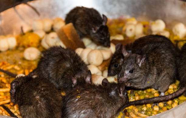 istock Rats at Karni Mata Temple in Bikaner 1174476663