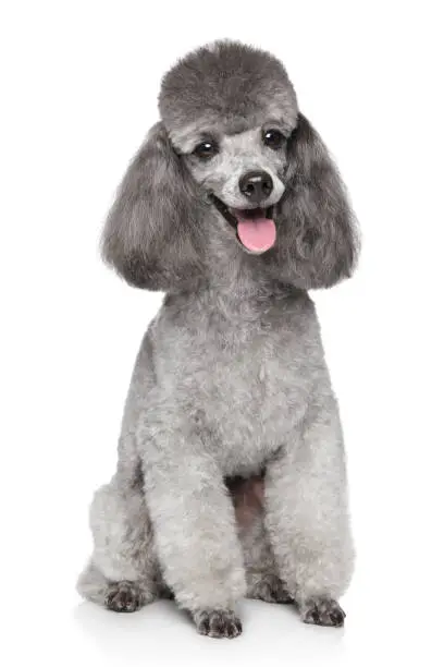 Photo of Happy Toy Poodle dog