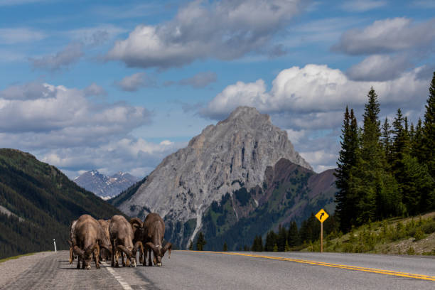 carneiros de bighorn das montanhas rochosas em canadá - rocky mountain sheep - fotografias e filmes do acervo