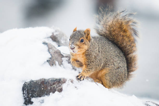 Hungry wildlife squirrel eating while sitting on snow covered ground. No people in this photograph. Horizontal composition.