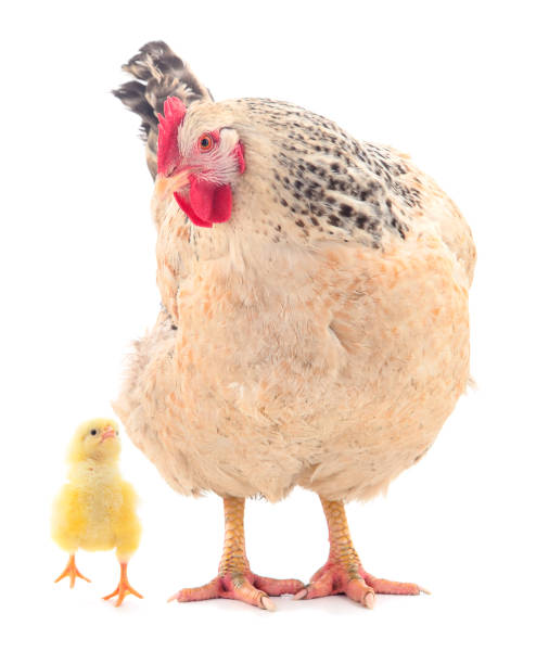 istock Young brown chicken and little chicken. 1174478656