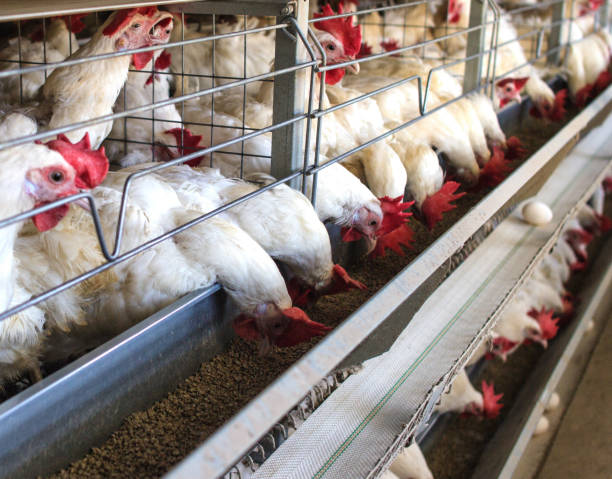 istock Poultry farm for breeding chickens, chicken eggs go through the transporter, chickens and eggs, industry 1174479267