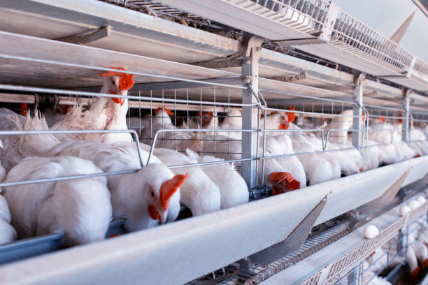 istock Poultry farm for breeding chickens, chicken eggs go through the transporter, chickens and eggs, industry 1174480945