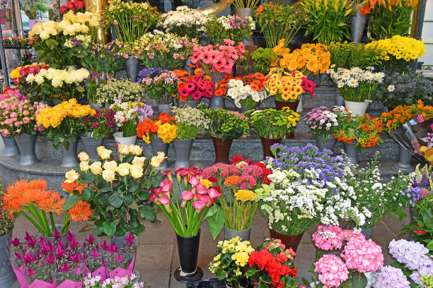 blumenladen auf der straße in wien - rose flower shop variation color image stock-fotos und bilder