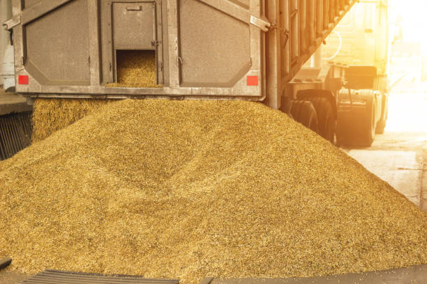 istock A truck unloads grain at a grain storage and processing plant, a grain storage facility, unloading seed, plant 1174481394