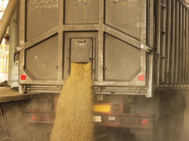 istock A truck unloads grain at a grain storage and processing plant, a grain storage facility, unloading seed, plant 1174481427