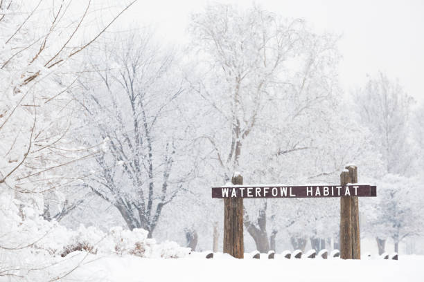 istock Winter Scenic Waterfowl Habitat 1174482079