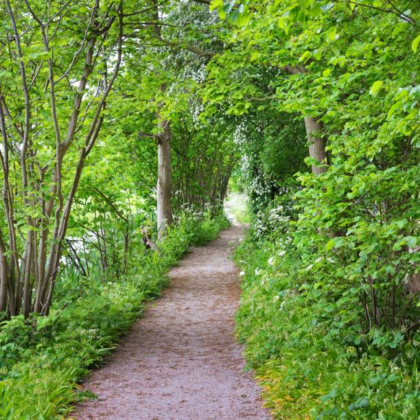 istock Walkway in Stochemhoeve forest park in the Netherlands 1174482102
