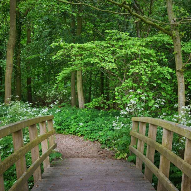 istock Walkway and a bridge in Stochemhoeve forest park in the Netherlands 1174482104