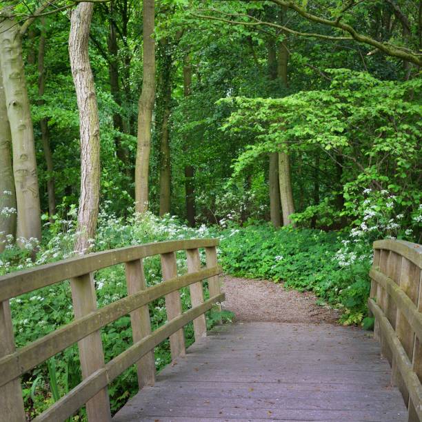 istock Walkway and a bridge in Stochemhoeve forest park in the Netherlands 1174482109