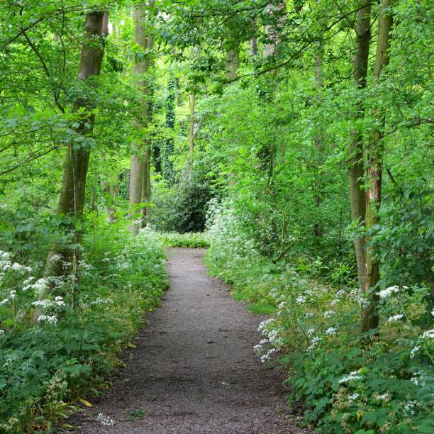 istock Walkway in Stochemhoeve forest park in the Netherlands 1174482117