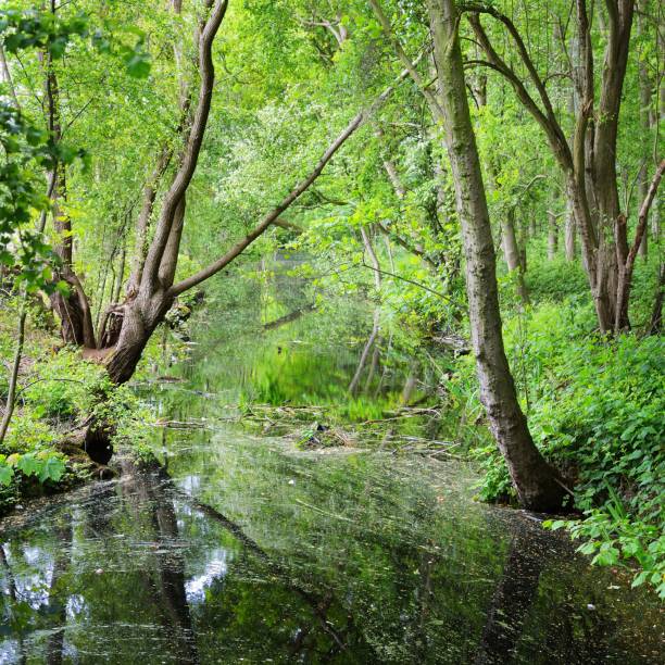 istock Canal in Stochemhoeve forest park in the Netherlands 1174482120