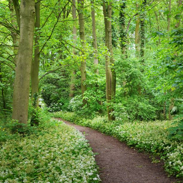 istock Walkway in Stochemhoeve forest park in the Netherlands 1174482121