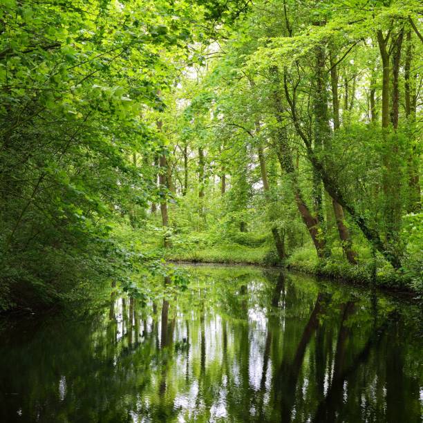 istock Canal in Stochemhoeve forest park in the Netherlands 1174482123