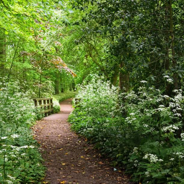 istock Walkway in Stochemhoeve forest park in the Netherlands 1174482126