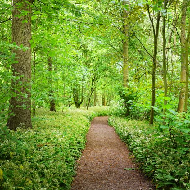 istock Walkway in Stochemhoeve forest park in the Netherlands 1174482131