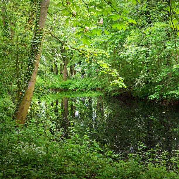 istock Canal in Stochemhoeve forest park in the Netherlands 1174482138