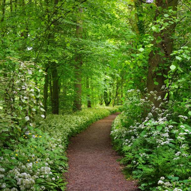 istock Walkway in Stochemhoeve forest park in the Netherlands 1174482227