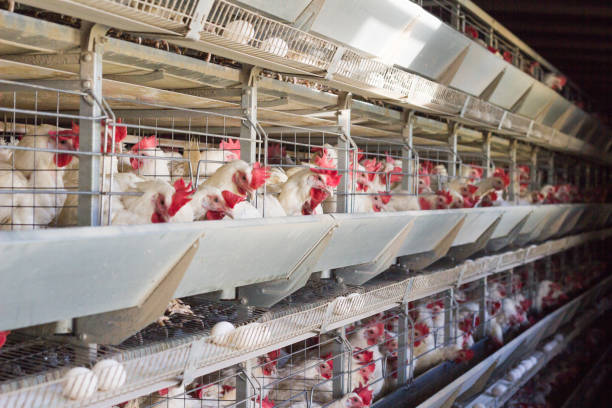 istock Poultry farm for breeding chickens, chicken eggs go through the transporter, chickens and eggs, industry, farming 1174482268