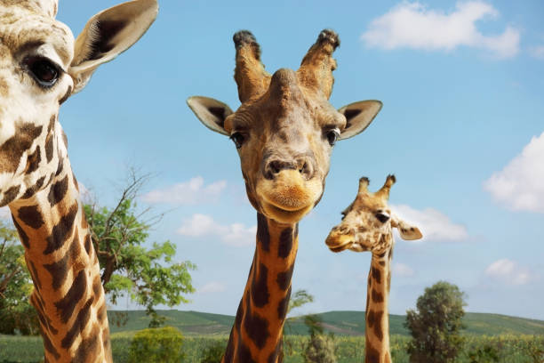 Portrait of giraffes on blue sky background stock photo
