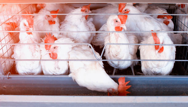 istock Poultry farm for breeding chickens, chicken eggs go through the transporter, chickens and eggs, industry 1174482646