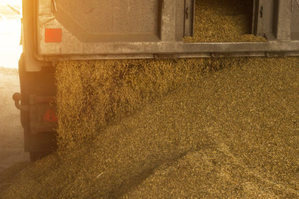 istock A truck unloads grain at a grain storage and processing plant, a grain storage facility, unloading corn, plant, close up 1174482658