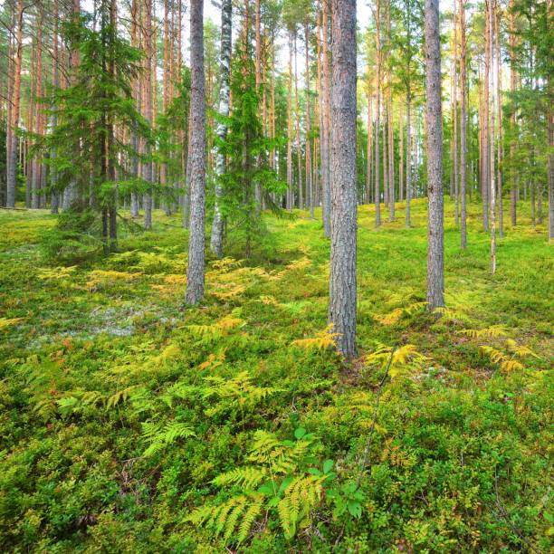 istock Northern pine forest in Latvia 1174482702