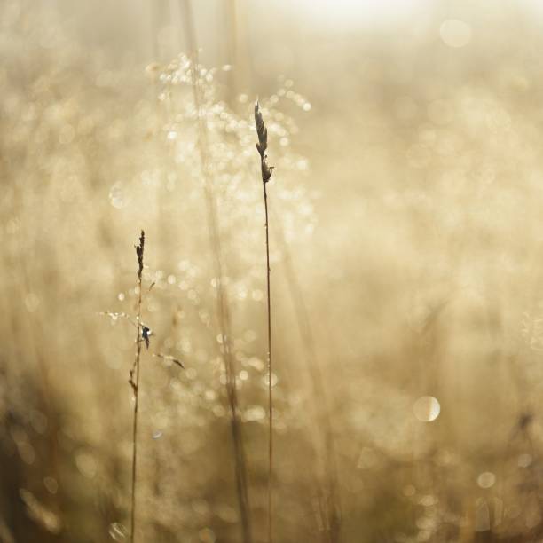istock Misty morning field close-up 1174482710