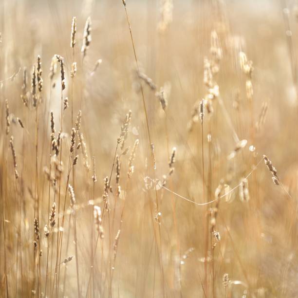 istock Misty morning field close-up 1174482715