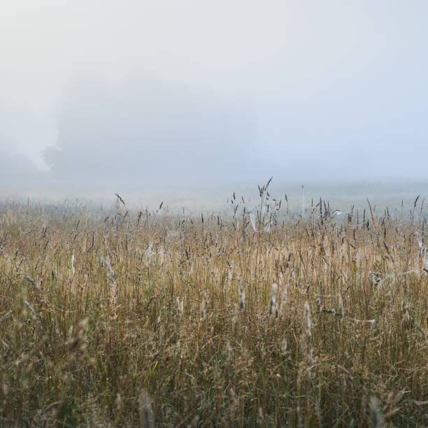 istock Morning fog above the field 1174482718