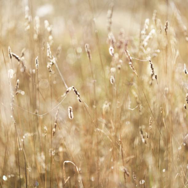 istock Misty morning field close-up 1174482723