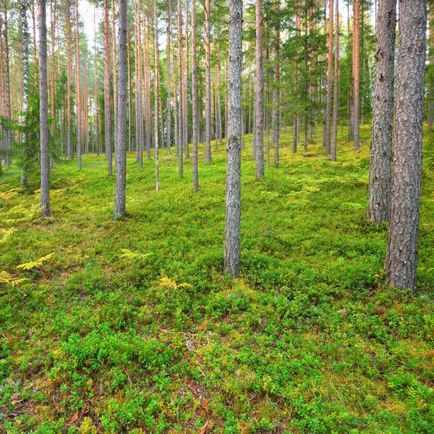 istock Northern pine forest in Latvia 1174482727