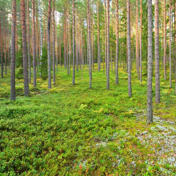istock Northern pine forest in Latvia 1174482738