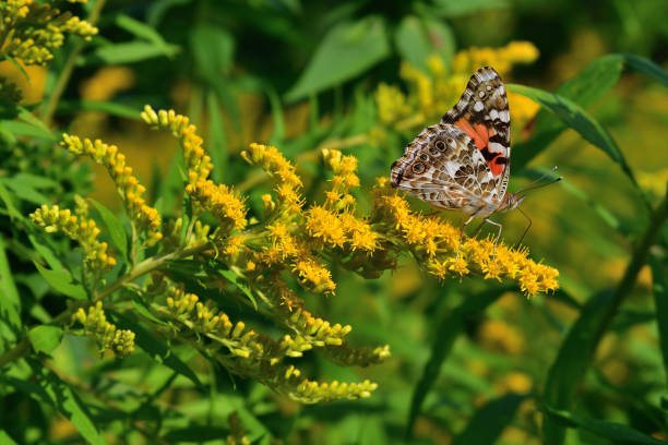 istock Painted lady on goldenrod 1174484389