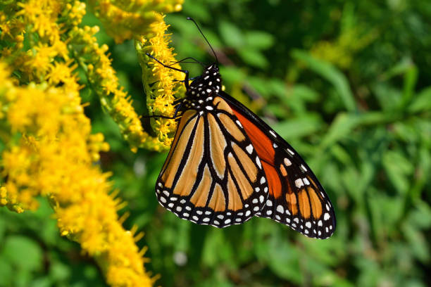 istock Monarch hanging from goldenrod 1174484393