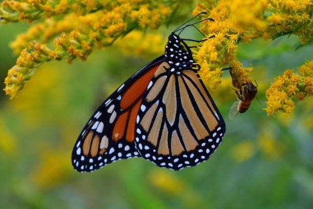 istock Monarch and bee on goldenrod 1174484406