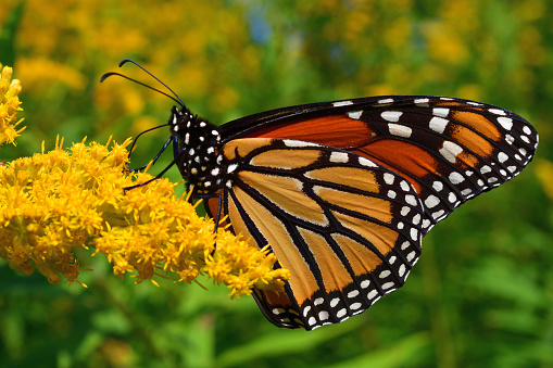 Close-up of monarch butterfly feeding on goldenrod