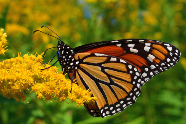 istock Monarch on goldenrod 2 1174484410