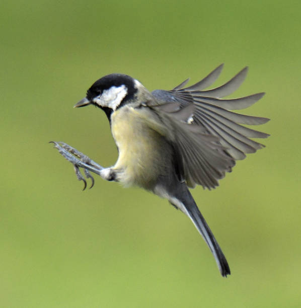 istock Nuthatch, Great Tit, Marsh Tit, Goldfinch and Blue Tit in flight and perching 1174484959