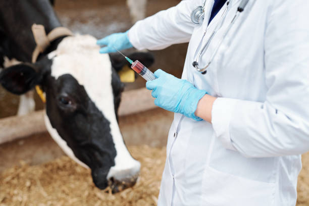 牛のためのワクチンと注射器を保持する白いコートの手袋の獣医 - gloved ストックフォトと画像