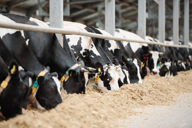 istock Long row of black-and-white dairy cows while eating fresh hay in cowshed 1174487751