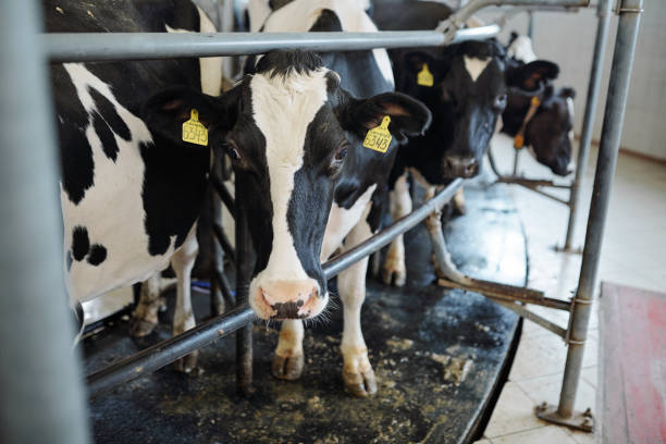 istock Several milk cows standing behind fence inside stable 1174487878