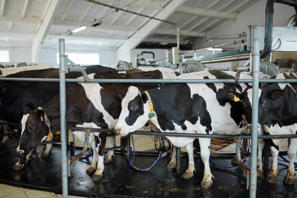 istock Medium group of milk cows standing in row in large stall or stable 1174488195