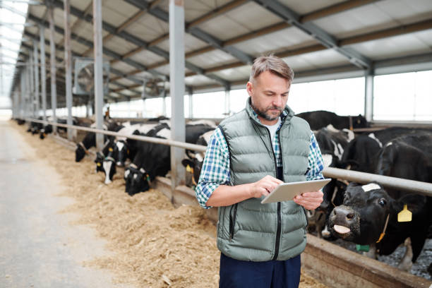 Mature male worker of contemporary animal farm using digital tablet Mature male worker of contemporary animal farm using digital tablet while searching for online information about new kinds of food for milk cows dairy farm photos stock pictures, royalty-free photos & images