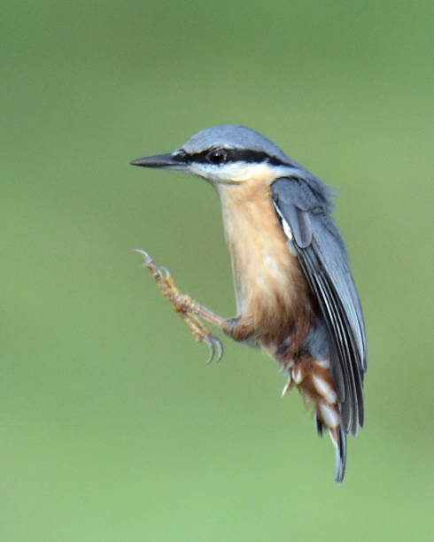 istock Nuthatch, Great Tit, Marsh Tit, Goldfinch and Blue Tit in flight and perching 1174488843