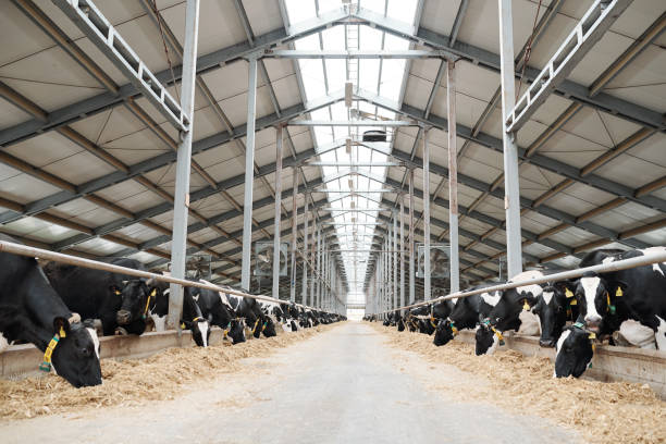 due lunghe file di bestiame che mangiano fieno all'interno di una grande fattoria contemporanea - stalla foto e immagini stock